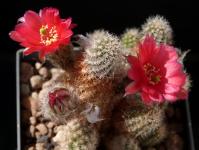 Thumbnail of 2022_Chamaecereus Hybride rot_20180625(1).JPG